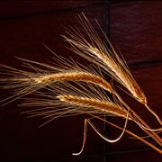 Picture Of Dried Grass Cereal Grain