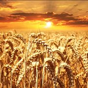 Picture Of Wheat Cereals Grain Field